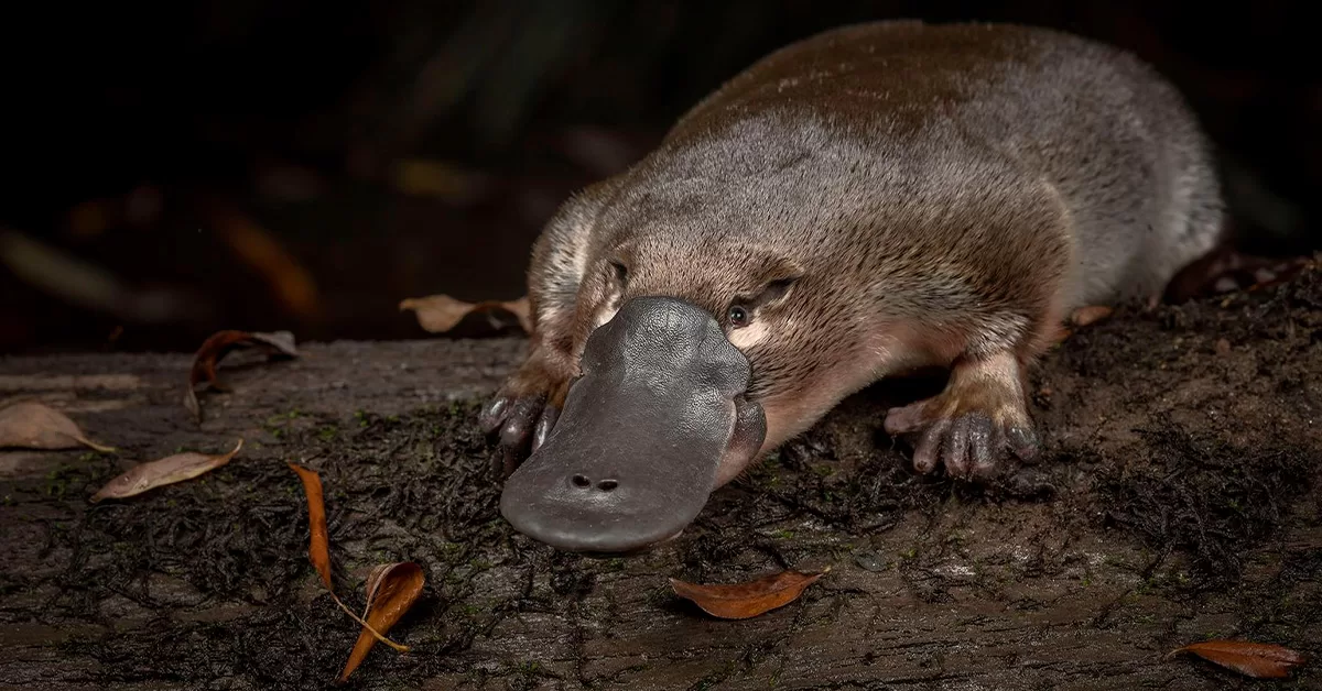 O Animal Mais Estranho do Mundo: Conheça o Ornitorrinco