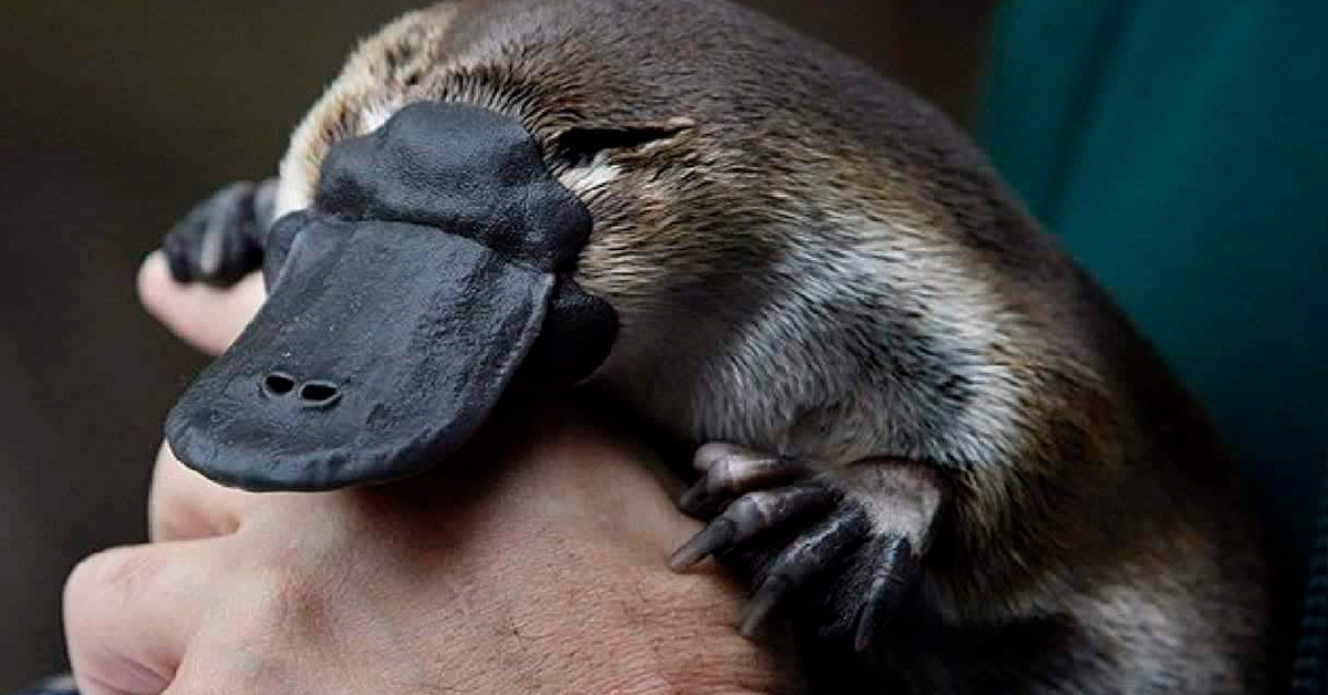 O Animal Mais Estranho do Mundo: Conheça o Ornitorrinco
