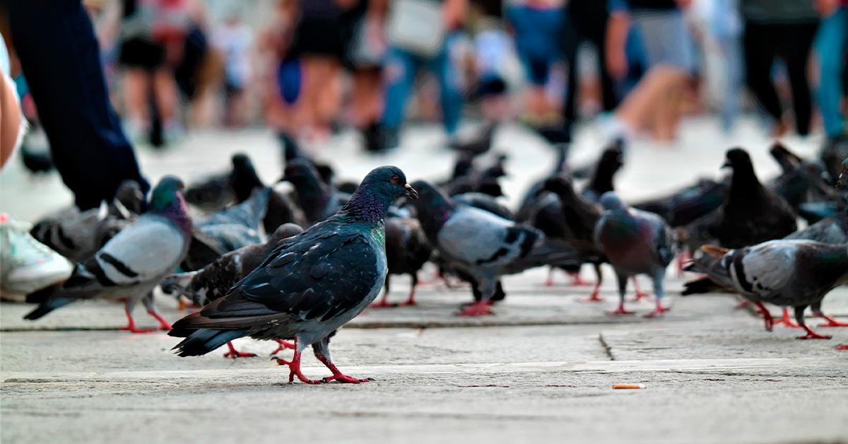 Por que é proibido alimentar pombos em Veneza?