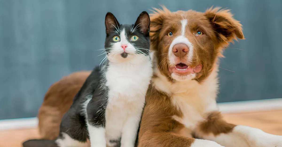 Por Que Cachorros e Gatos se Odeiam? A Ciência Explica!