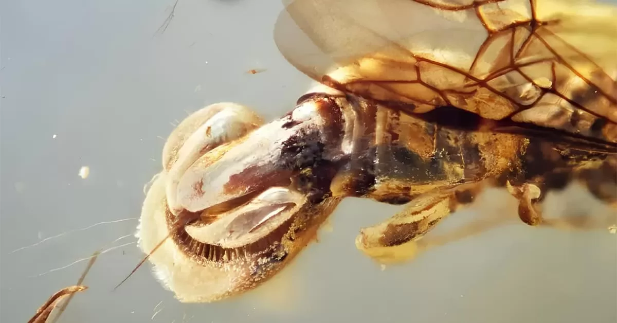 Criatura Bizarra de 99 Milhões de Anos É Encontrada Preservada em Âmbar