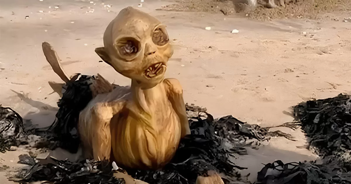 Criatura Bizarra Aparece na Praia e Assusta Banhistas