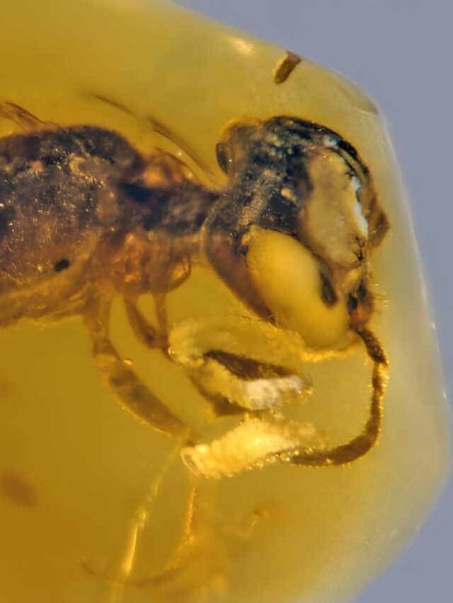 Criatura de 99 milhões de anos é encontrada preservada em âmbar